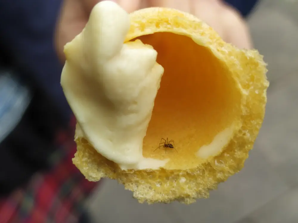 蛋筒里的蜘蛛
